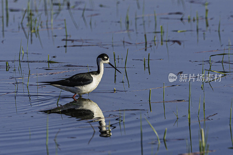 黑颈高跷鸟(Himantopus mexicanus)是一种当地丰富的美国湿地和海岸线滨鸟。马勒尔国家野生动物保护区，俄勒冈州。鸻形目,反嘴鹬科。